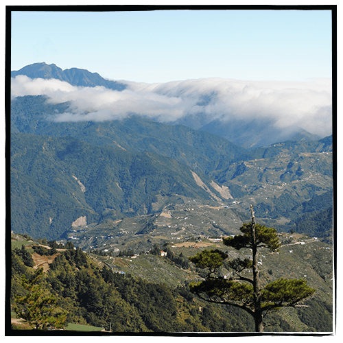 Day 6: Lishan, Jiaoxi